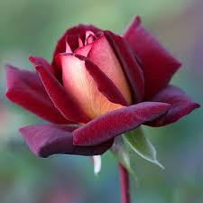 Eddy mitchell a souhaité une rose noire. Rose Eddy Mitchell Eddy Mitchell Fotos Resenas Descripciones Caracteristicas