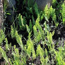 Image result for Mohria vestita