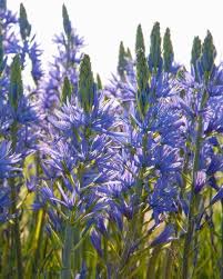 13 flowering plants and shrubs. Mark Porter Londonporter99 Profile Pinterest