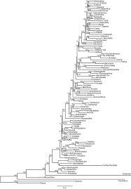 Image result for Athroisma gracile