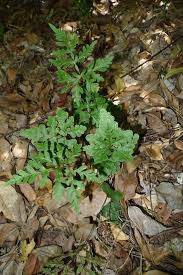 Image result for Doryopteris concolor