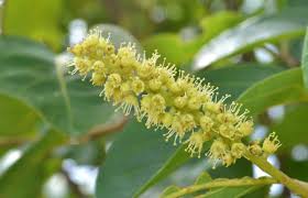 Image result for Afrostyrax kamerunensis