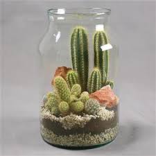 Pick a glass container for your terrarium that is large enough to hold all the cacti you want to put in it. Cactus Terrarium