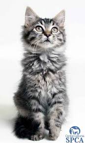 Check spelling or type a new query. Lacy Id 23957962 Is A 2 Month Old Female Maine Coon Blend Central California Spca Fresno Ca