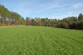 Killer food plots is the premier provider of whitetail deer food plot seed blends, whitetail deer feed, complete food plot installation and maintenance, attractants, cover scents and total services to. Cool Season Food Plots For Deer Outdoor Alabama