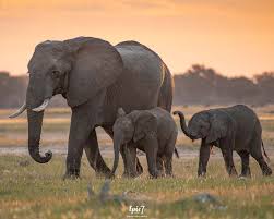 We've made an a to z list of african animals to look out for on your next trip to africa. African Safari Animals Ultimate Photography Guide 33 Photos Tips Facts Epic7travel Com Adventure Travel Blog