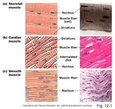 Skeletal Cardiac And Smooth Muscle Structure Human Anatomy And Physiology Skeletal Muscle Smooth Muscle Tissue