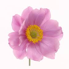 Pin On Botanical
