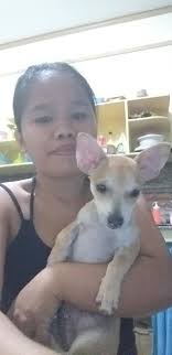 Chihuahua with blue eyes and brown nose