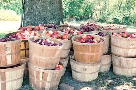 Apples of which varieties are kept better. How To Store Apples This Harvest Primrose Blog