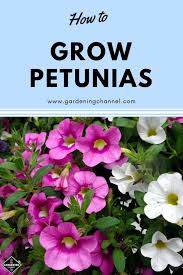 They grow and spread extra quickly in marshy soil, or next to rivers and lakes. How To Grow Petunias Gardening Channel