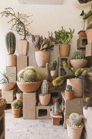 Pin By Adrian Santiago On Backyard Design Art Indoor Cactus Plants Plants Indoor Cactus
