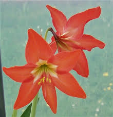 Image result for Hippeastrum puniceum