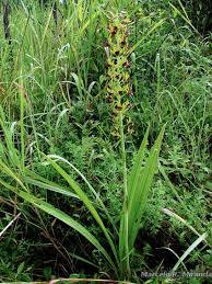 Image result for Eulophia alta