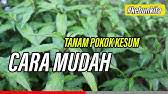 Maybe you would like to learn more about one of these? Persimmon Pisang Kaki Semai Benih Youtube