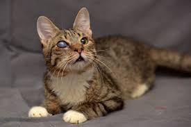 Blinde Katze Was Muss Ich Beachten Zooplus Magazin