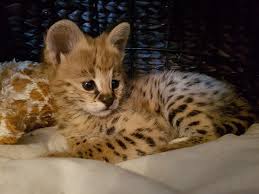 Caracatl kittens for sale now $850 carlsbad,. Savannah Cats For Sale Houston Tx Savannah Cat For Sale Savannah Cat Pretty Cats