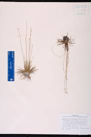 Image result for Syngonanthus exilis