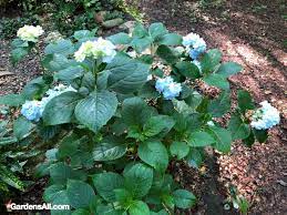 Oakleaf hydrangea (hydrangea quercifolia) withstands sun or shade, but in warmest regions, flowers last longest when they receive afternoon shade. Landscaping With Shade Tolerant Hydrangeas Gardensall Ornamentals