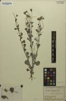 Image result for Emilia discifolia