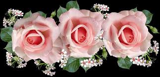 See more ideas about beautiful roses, beautiful flowers, flowers. Roses Garden Home Facebook