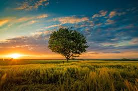See more ideas about nature pictures, nature, pictures. Orange Nature Background Images Free Vectors Stock Photos Psd