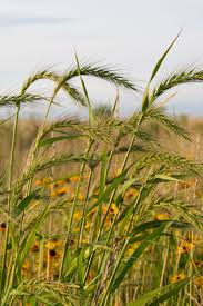 Image result for Vepris rogersii