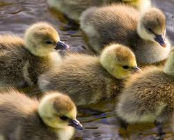 313 Duck Hd Wallpapers Background Images Wallpaper Abyss Free ducks wallpaper and other animal desktop backgrounds. 313 duck hd wallpapers background