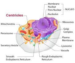 Pin By Adeana Winslet On Biology Animal Cell Human Cell Structure Cell Membrane