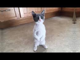 Funny Cats Cute And Baby Cats Videos Compilation 71 Youtube In 2020 Baby Cats Funny Cats Pretty Cats