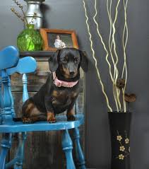 My Dachshund Dolly Dachshund Lovers Dachshund Wiener Dog