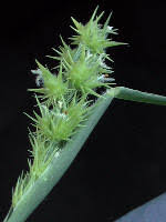 Image result for Cenchrus incertus