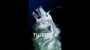 White wolf usually represents everything wild and uncivilized about us. The White Wolf With The Blue Eyes Part 1 Re Upload Youtube