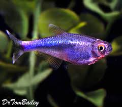 From translingual tetragonopterus, an obsolete genus that included these fish. Premium Blue King Tetra