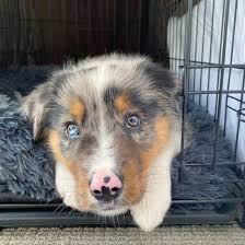 Both border collies and australian shepherds thrive emotionally and mentally when their instinctual drives to herd and work are met. Is The Border Collie Australian Shepherd Mix One Of The Perfect Dogs K9 Web