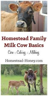 Homestead Dairy Cow Basics Raising Farm Animals Homesteading Animals Milk Cow