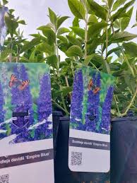 Image result for Komule empire blue