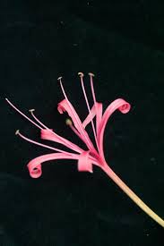 Image result for Ammocharis tinneana