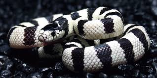 Like their king snake cousins, milk snakes are known to cannibalize cage mates, so it's best to house them individually. All Hail The California Kingsnake Reptiles Magazine