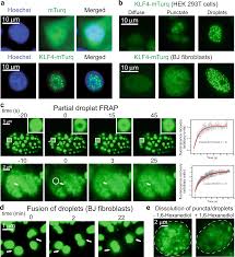 Es file explorer pro apk download es file explorer pro apkpure es file explorer pro rexdl es file. Liquid Condensation Of Reprogramming Factor Klf4 With Dna Provides A Mechanism For Chromatin Organization Nature Communications
