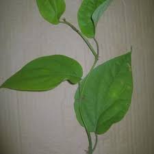 Image result for Piper guineense