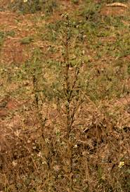 Image result for Neojeffreya