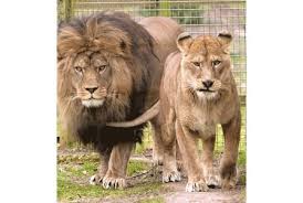 Lympne Wild Animal Park Milo Ruti The Barbary Lions Extinct In The Wild Ew Wild Animal Park Lions Animals