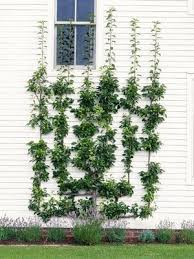 Sommarbestyr For Den Handige Tradgardsplanering Pergola Tradgard