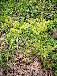 Image result for Cyperus luteus