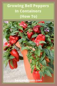 The seeds need the warmth of your house to germinate. Growing Bell Peppers In Containers Bees And Roses