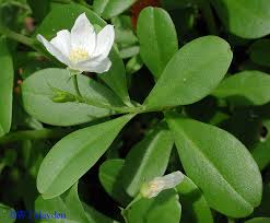 Image result for Talinum portulacifolium