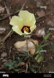 Image result for Hibiscus pusillus