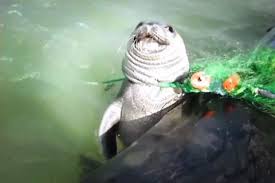 13 Kids Drawings That Inspire Us To Save The Ocean Endangered Animals Animals Ocean