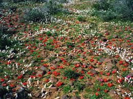 Image result for Daubenya